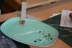Schneckenprojekt 2017 (12) (Large)