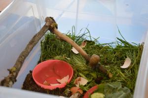 Schneckenprojekt 2017 (13) (Large)