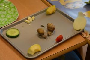 Schneckenprojekt 2017 (14) (Large)