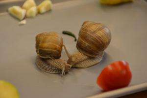 Schneckenprojekt 2017 (15) (Large)