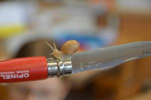 Schneckenprojekt 2017 (17) (Large)