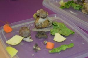 Schneckenprojekt 2017 (29) (Large)