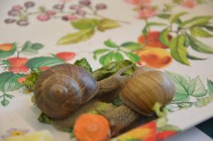 Schneckenprojekt 2017 (32) (Large)