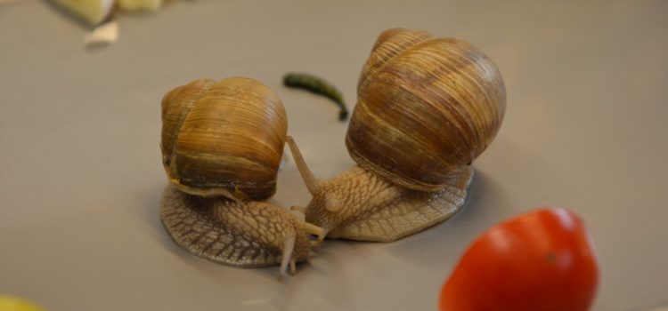 Schneckenalarm Schneckenalarm