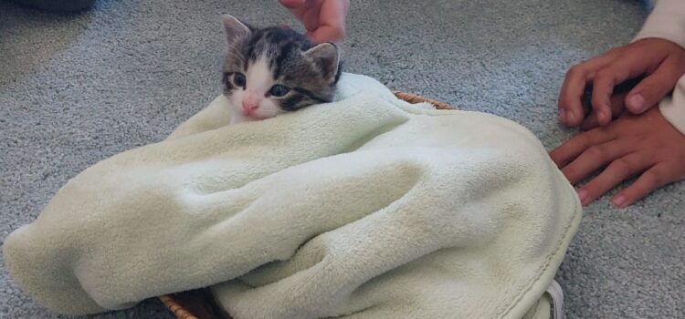 Tag der Tiere – Welttierschutztag Tag der Tiere – Welttierschutztag